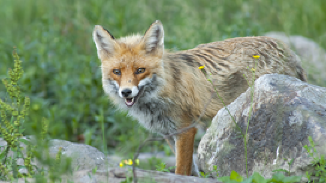 ביות שועלים