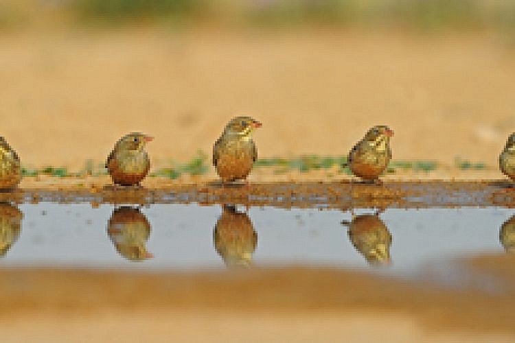 צילום: דובי קלעי