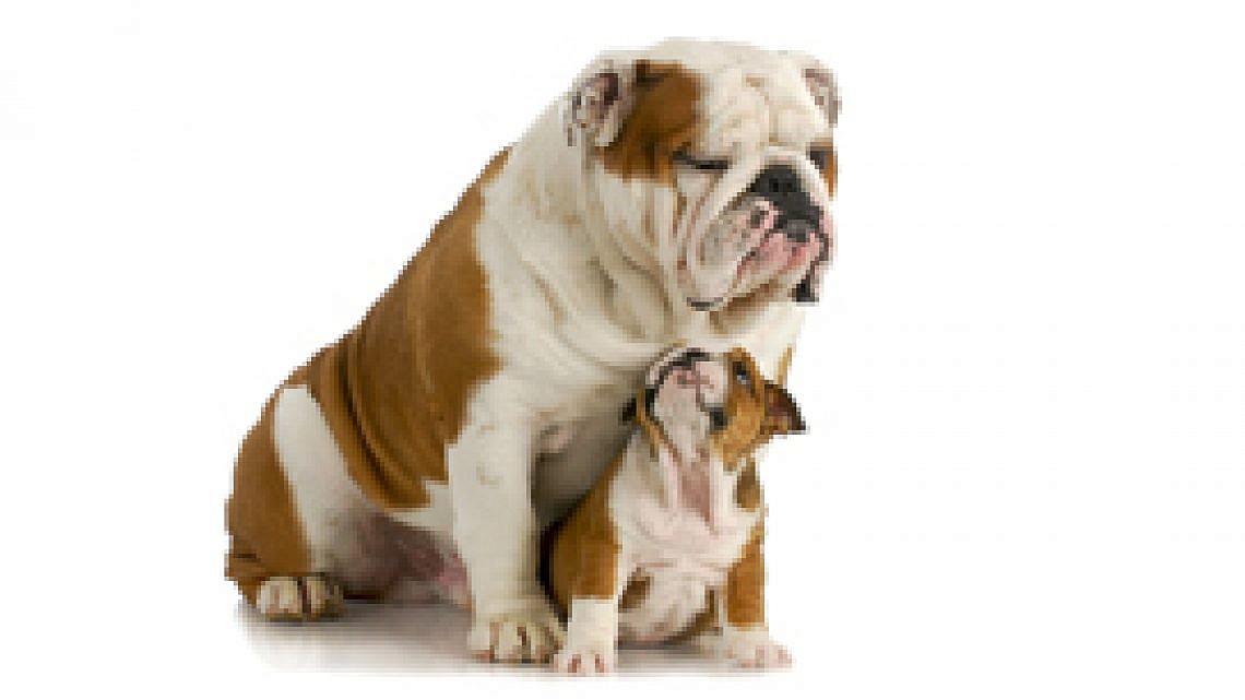 כלב וגור. צילום: Shutterstock