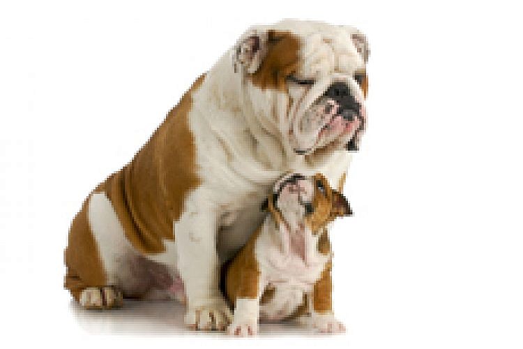 כלב וגור. צילום: Shutterstock