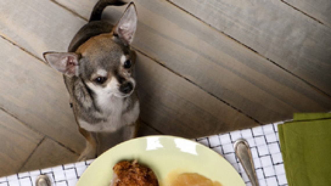 המדריך לגידול כלב