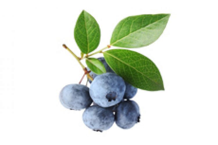 פירות יער. צילום: shutterstock