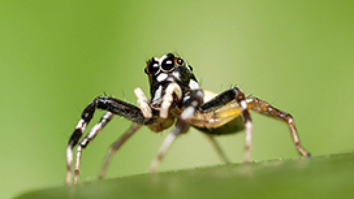 צילום: שאטרסטוק צילום: שאטרסטוק