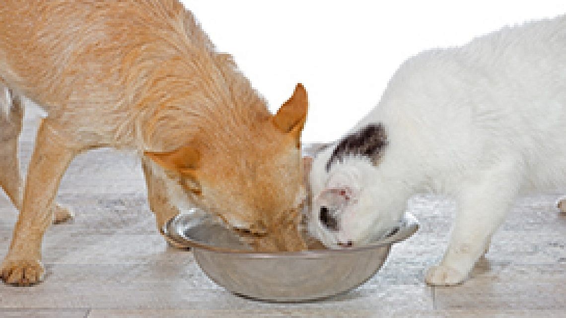 חתול וכלב. דו קיום. צילום: Shutterstock