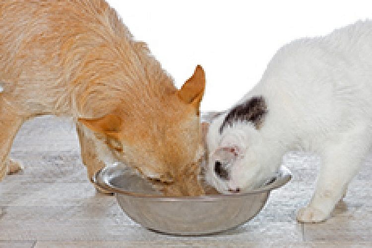 חתול וכלב. דו קיום. צילום: Shutterstock