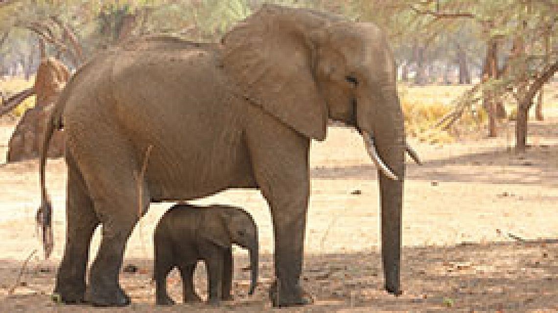 פילים. צילום: Shutterstock