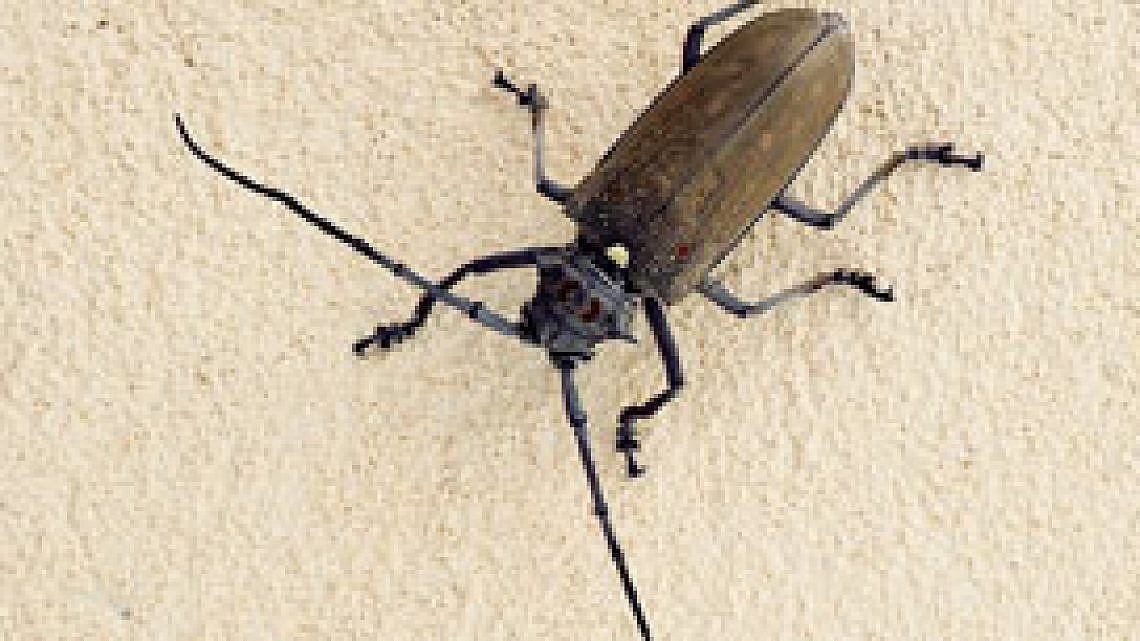 יקרונית התאנה