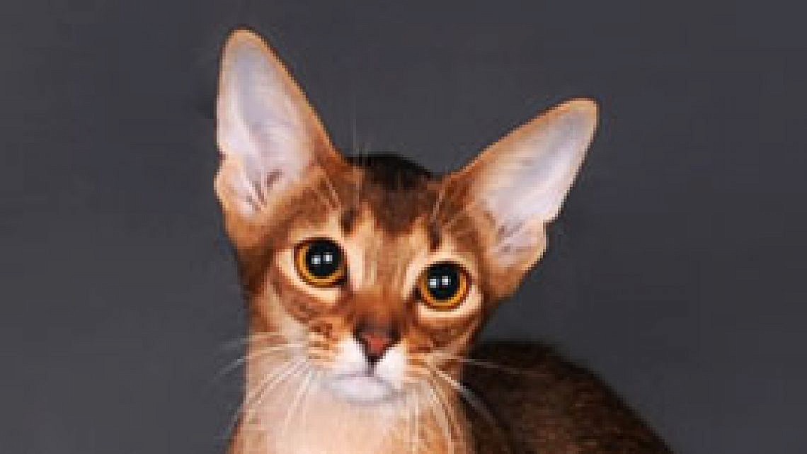 אביסיני. צילום: ולרי טרישין