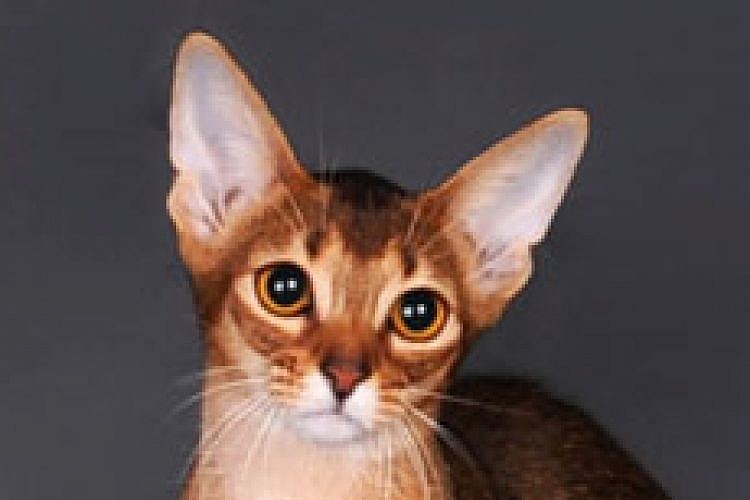 אביסיני. צילום: ולרי טרישין