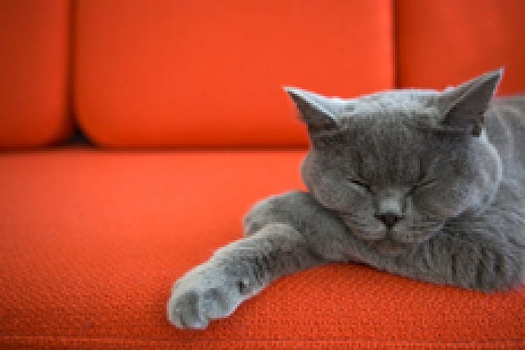 petbnb-cat-shutterstock-t