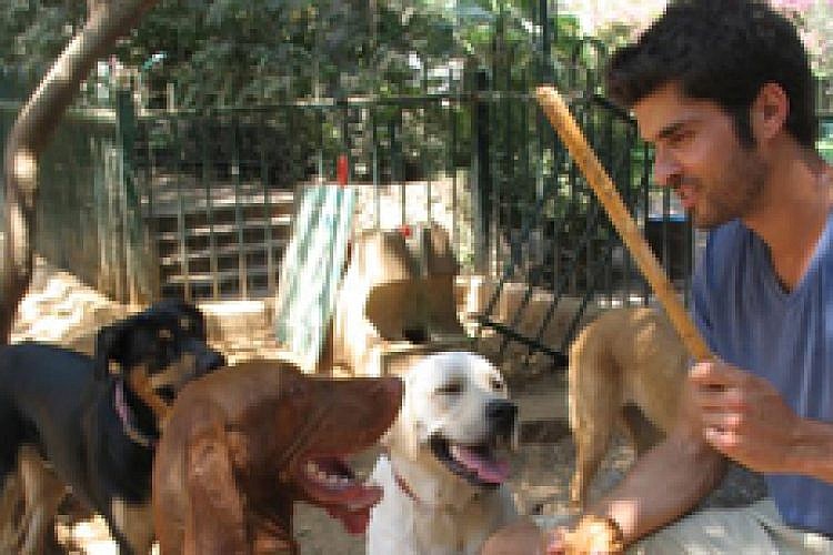 ירון זהבי. החיים כקייטנת כלבים