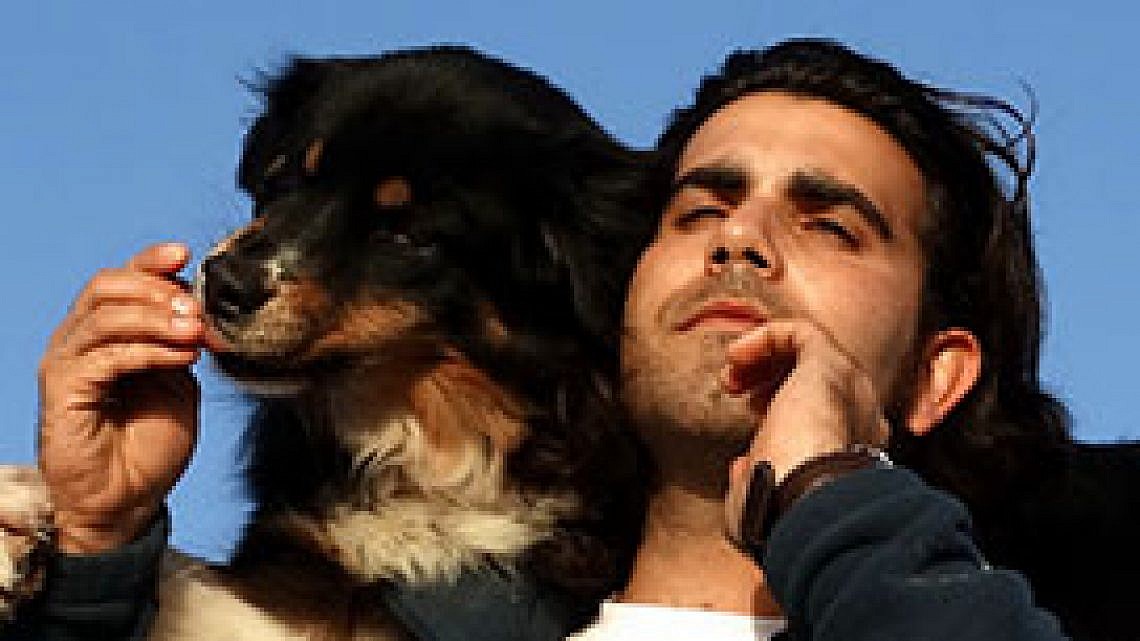 החתול והכלב