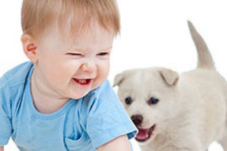 החתול והכלב. צילום: shutterstock