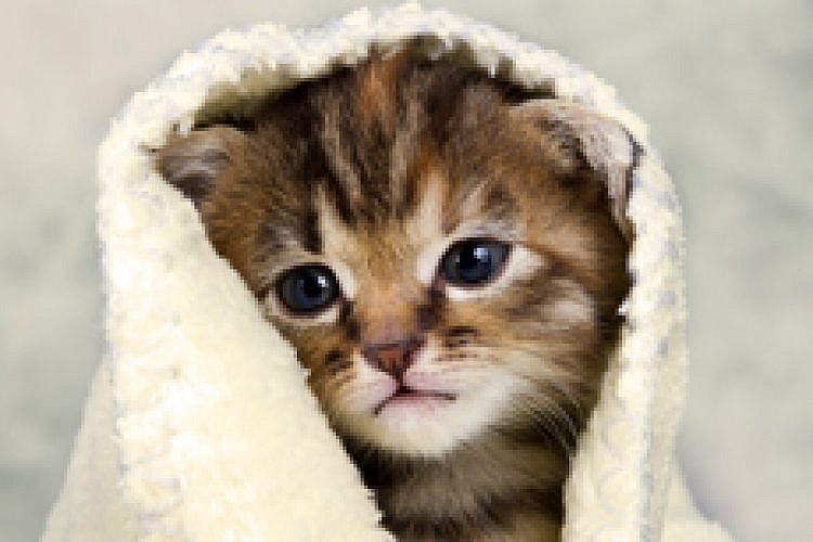 חשוב לשמור על היגיינה (צילום: שאטרסטוק)