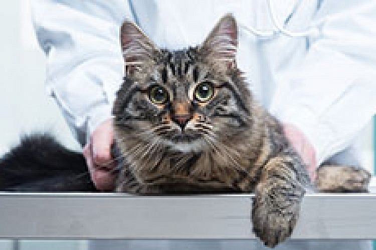 למען החתול שלכם, סרסו אותו