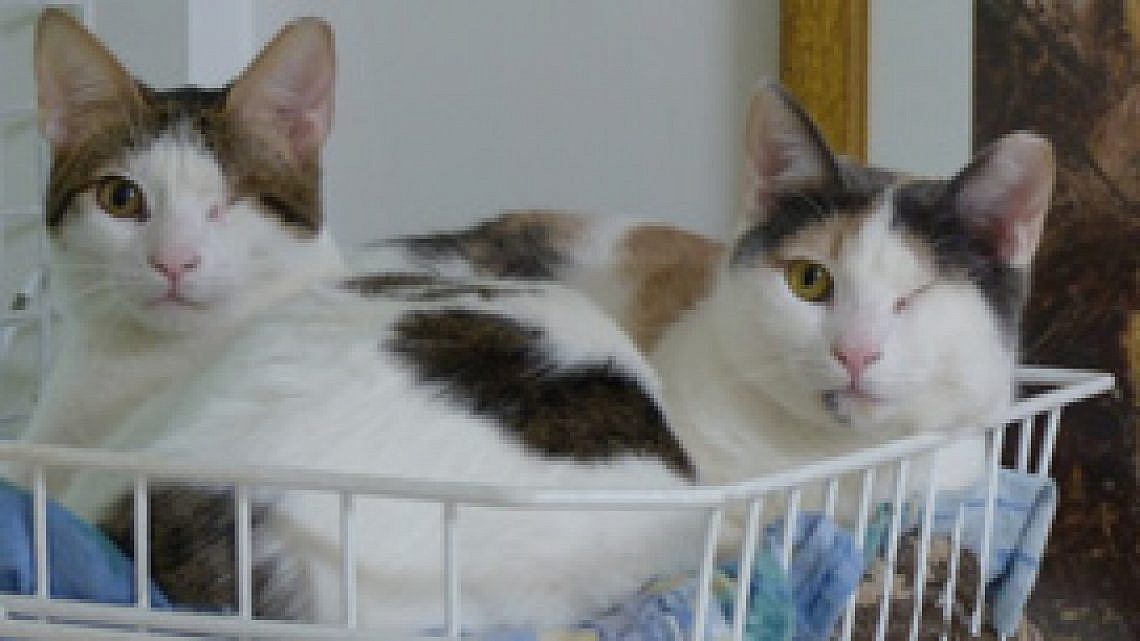 החתול והכלב