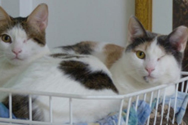 החתול והכלב