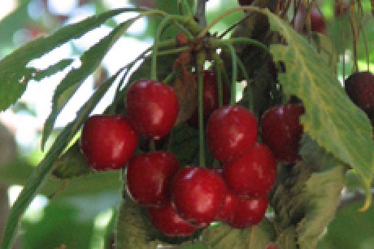 פסטיבלCherry-Festival---הדובדבן-בחבל-יתיר-צילום--Elazar-amitay-אלעזר-אמיתי-(4)_t