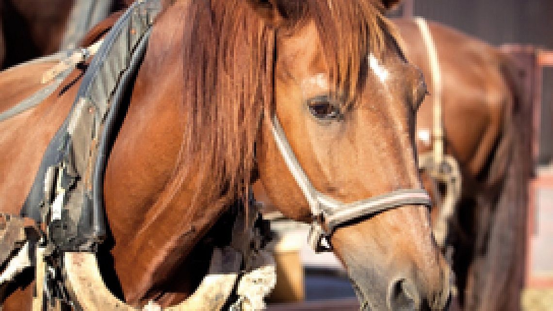 סוסים. צילום: Shutterstock