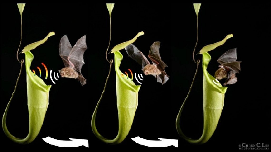 העטלף הצמרי ממשפחת הנשפוניים, הוא מין העטלף היחיד שמשתמש בכדים כמעין מאורת עטלף
צילום: Schöner et al./Current Biolgoy 2015. Additional images courtesy of C.C. Lee and M.D. Tuttle.