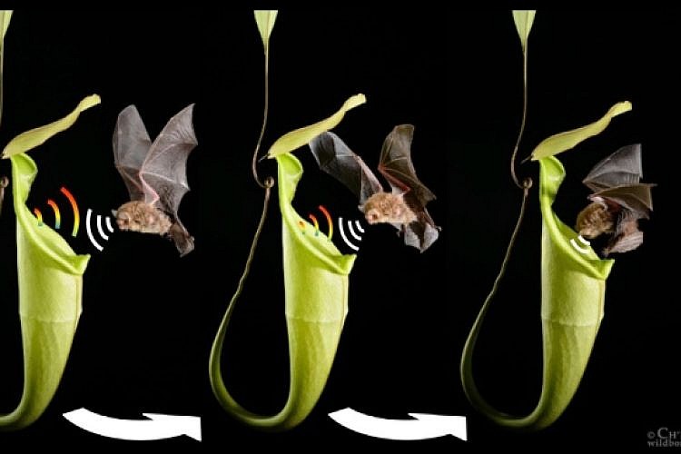 העטלף הצמרי ממשפחת הנשפוניים, הוא מין העטלף היחיד שמשתמש בכדים כמעין מאורת עטלף
צילום: Schöner et al./Current Biolgoy 2015. Additional images courtesy of C.C. Lee and M.D. Tuttle.