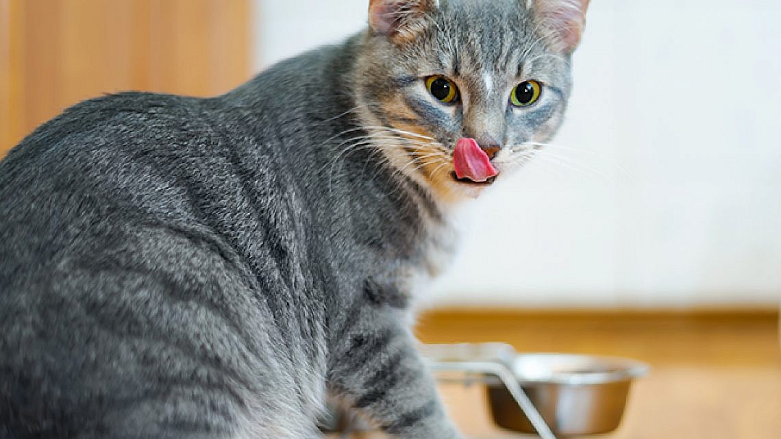 טיפים לתזונת חתולים. צילום: שאטרסטוק