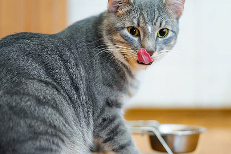 טיפים לתזונת חתולים. צילום: שאטרסטוק