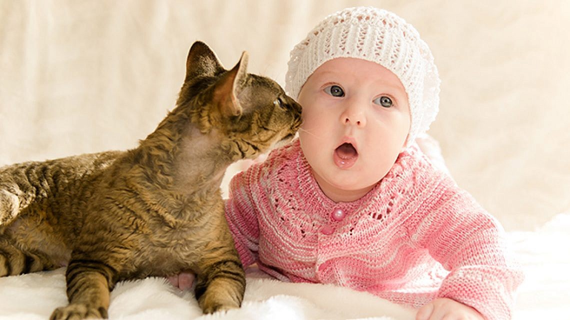 חתולים ותינוקות. צילום: Shutterstock