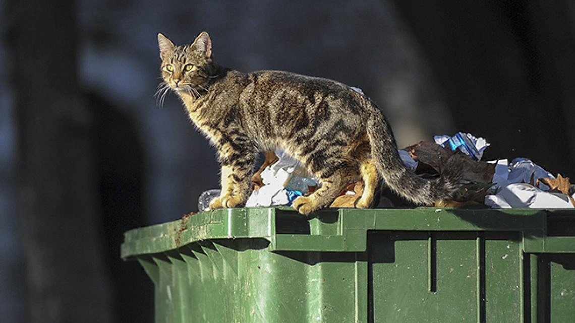 חתולי רחוב. צילום: Shutterstock