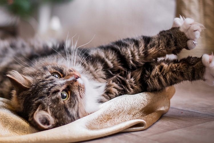 חתול. צילום: shutterstock