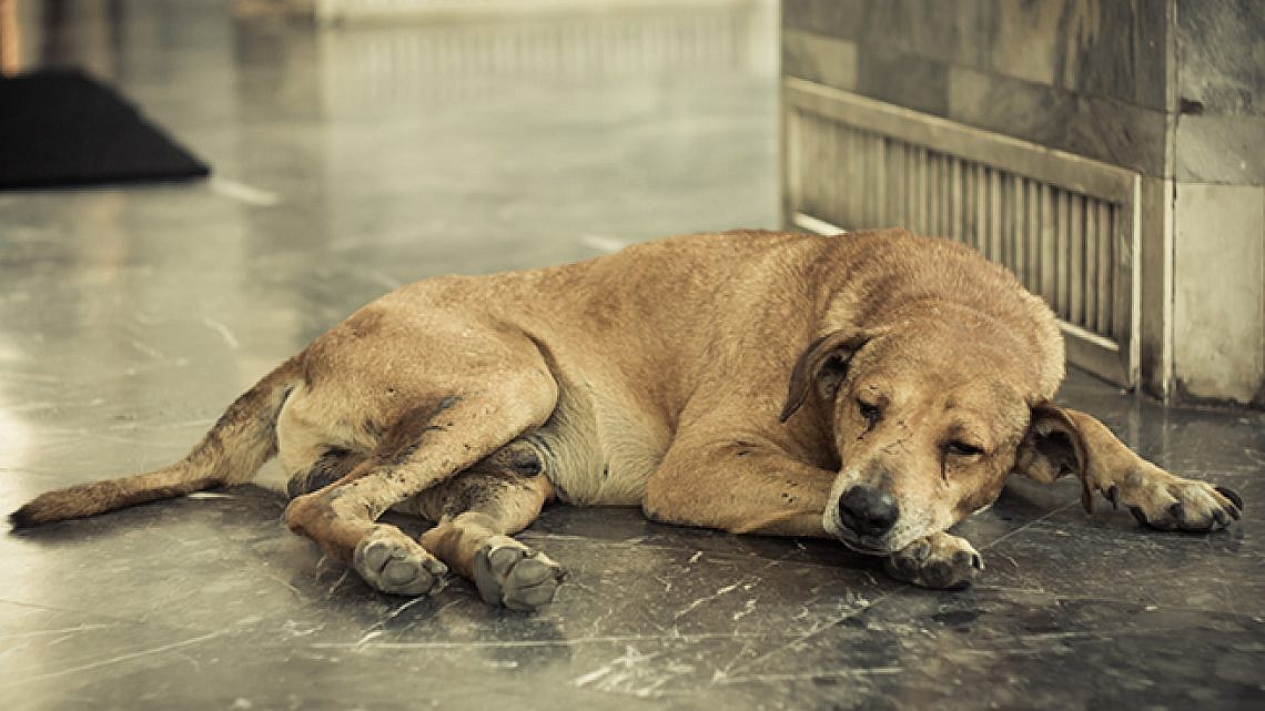כלב נטוש. צילום: Shutterstock