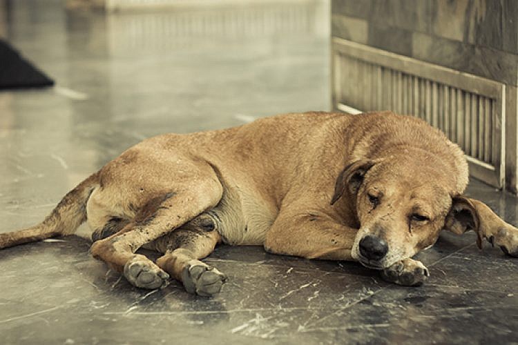 כלב נטוש. צילום: Shutterstock