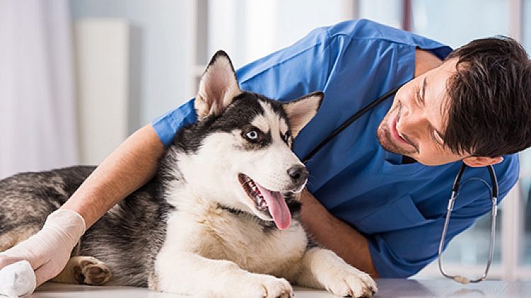 וטרינר וכלב יכול להיות גם קשר לכל החיים. צילום: Shutterstock