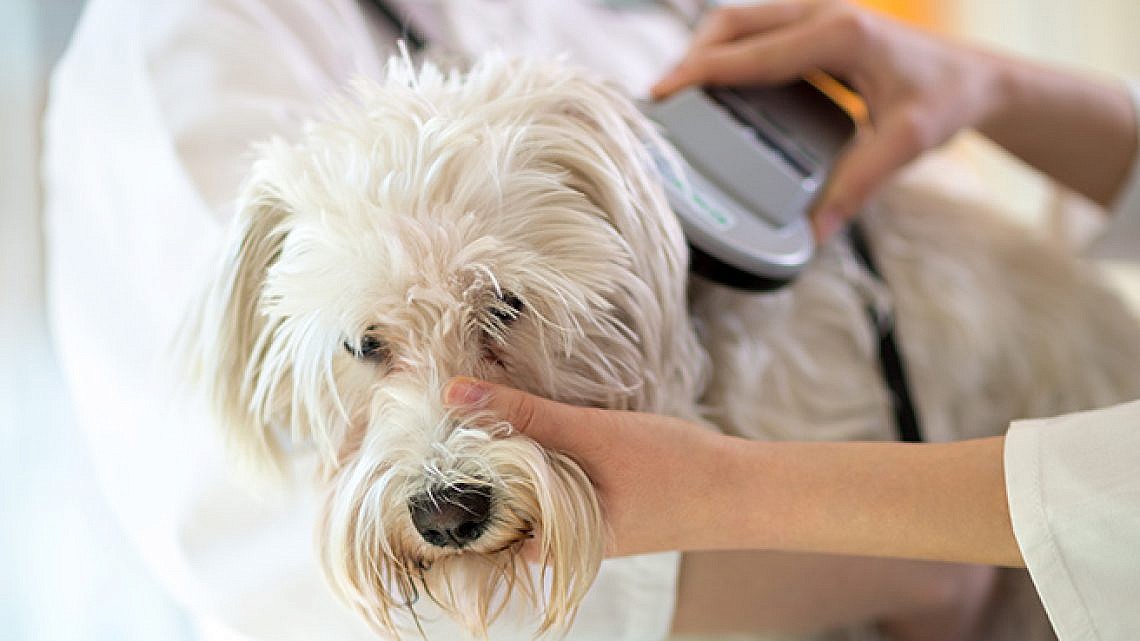 וטרינר וכלב. צילום: shutterstock