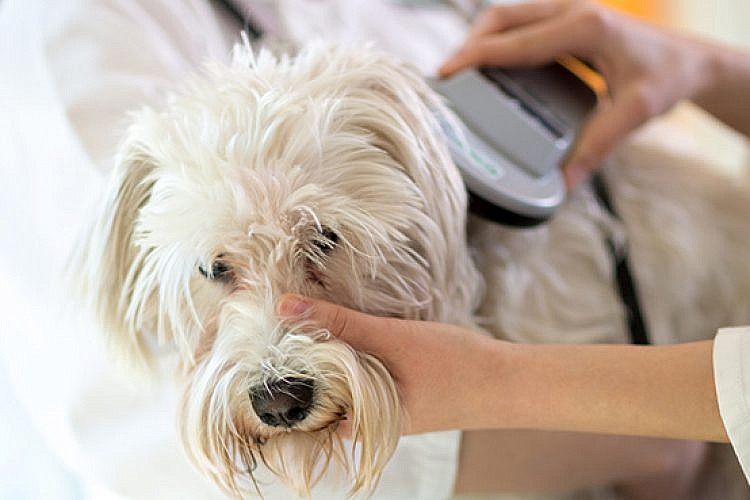 וטרינר וכלב. צילום: shutterstock