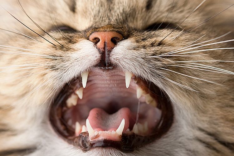 חתול. צילום: Shutterstock