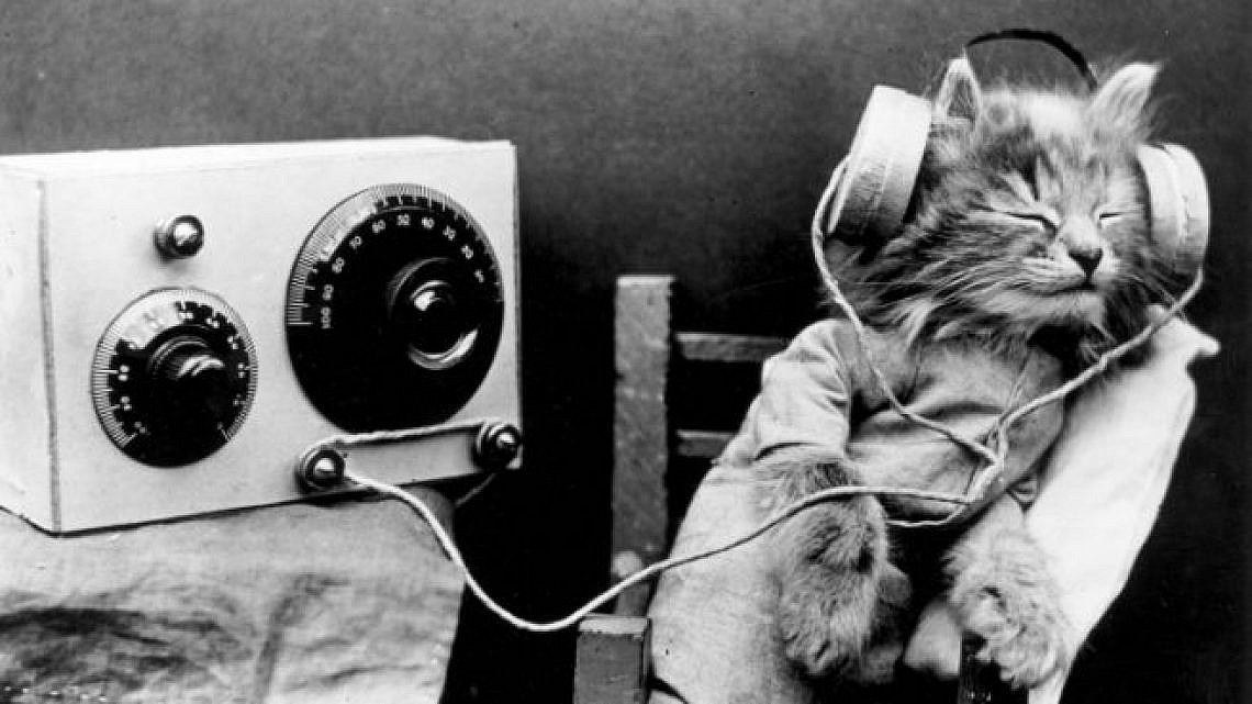 זה חתול והוא מאזין לרדיו. צילום: Gettyimages