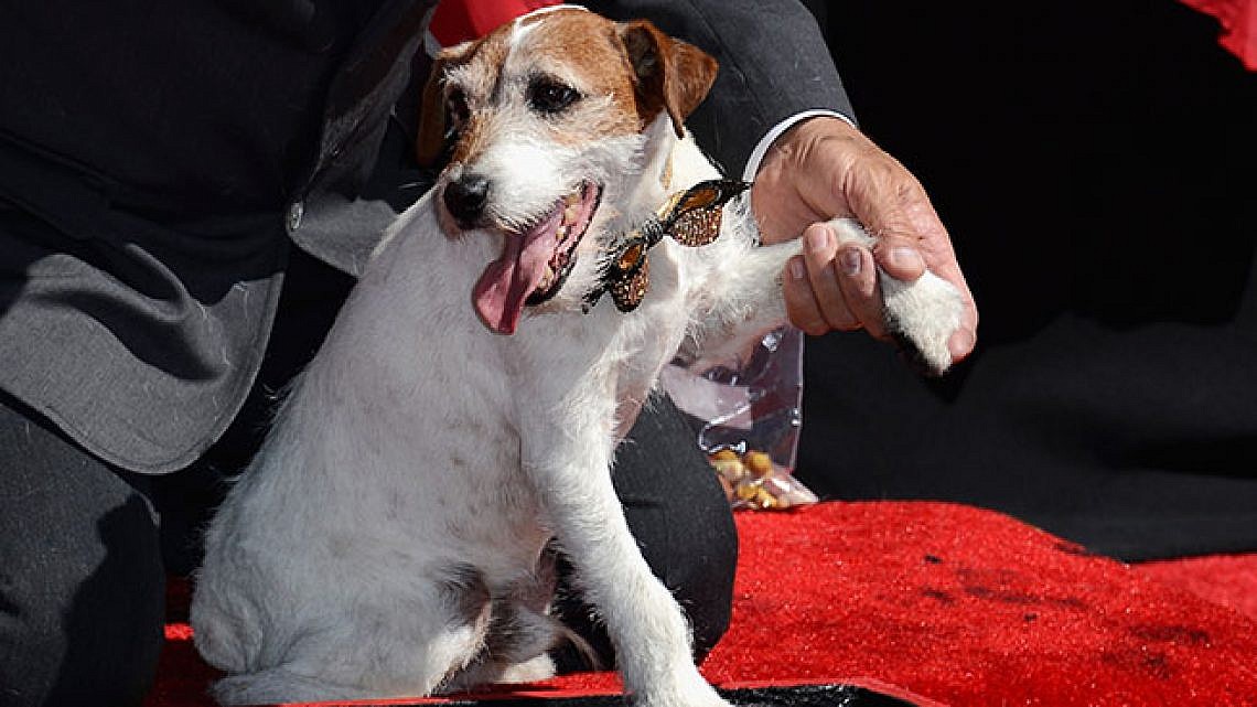 כלבים על השטיח האדום. צילום: GettyImages