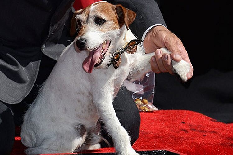 כלבים על השטיח האדום. צילום: GettyImages