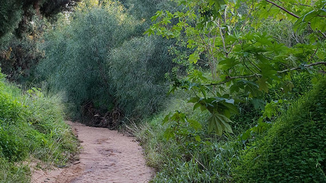 נחל פרדסים (צילום: נמרוד סונדרס) נחל פרדסים (צילום: נמרוד סונדרס)