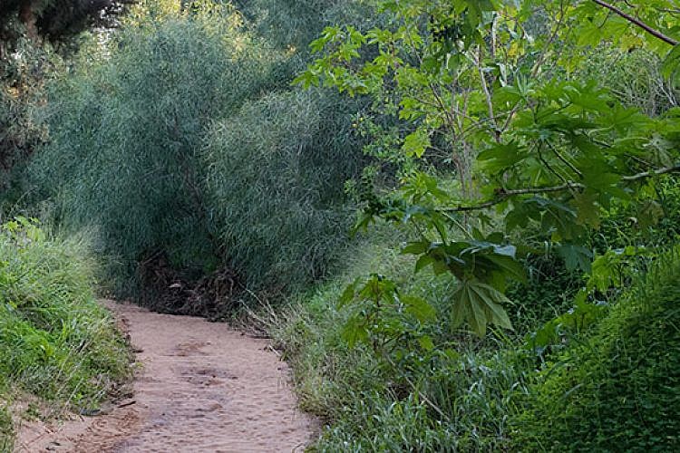 נחל פרדסים (צילום: נמרוד סונדרס)