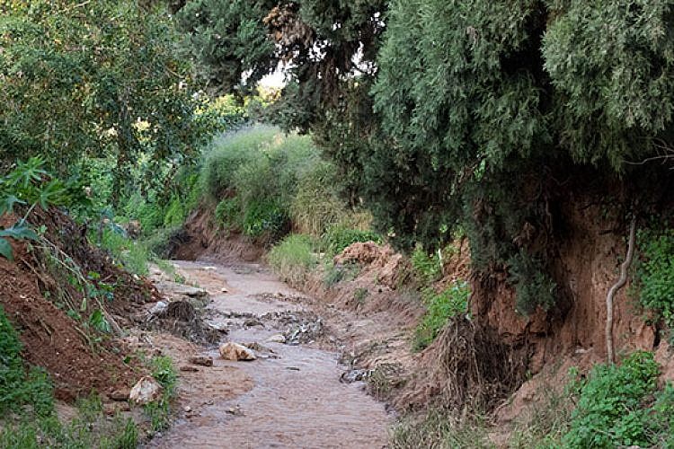 נחל פרדסים (צילום: נמרוד סונדרס)