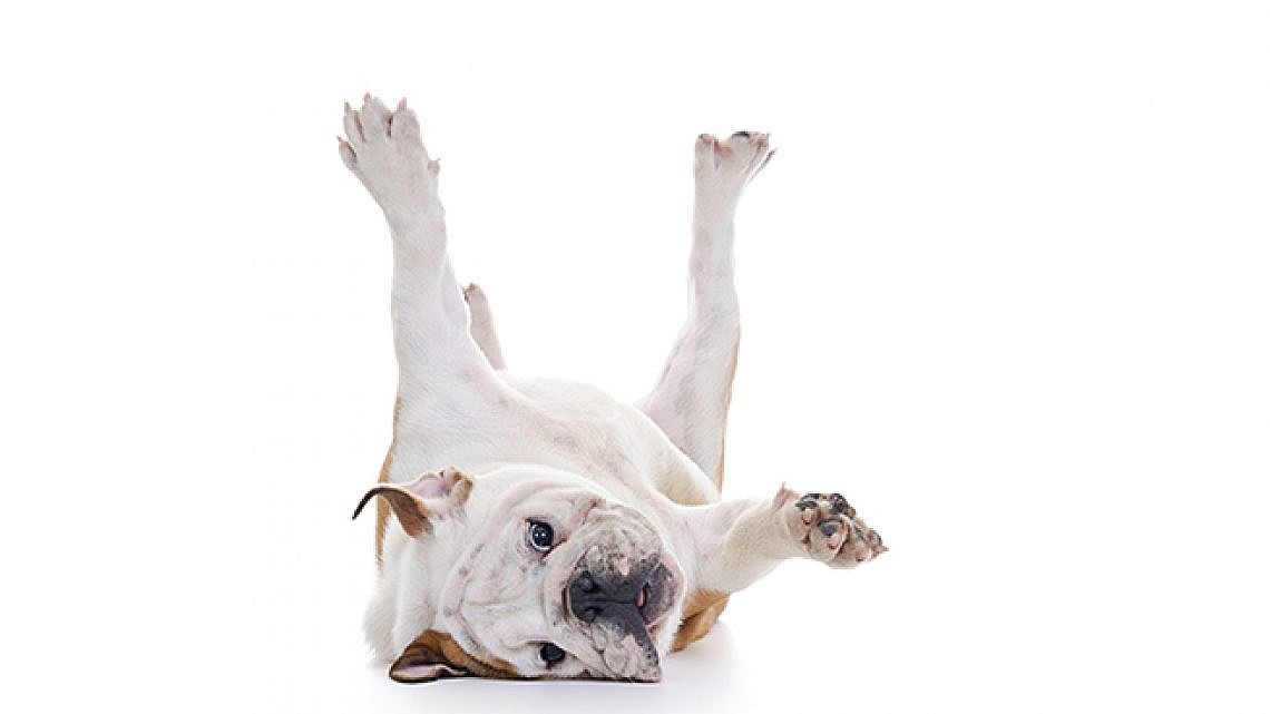 כלב. צילום: Shutterstock