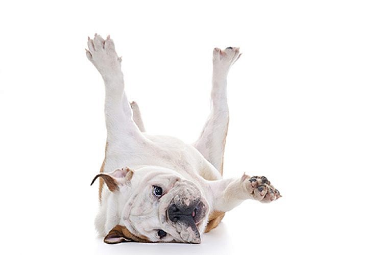 כלב. צילום: Shutterstock