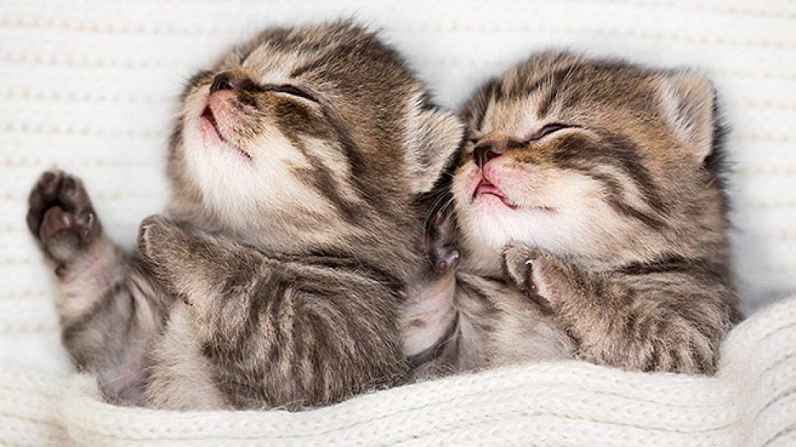 חתולים. צילום: Shutterstock