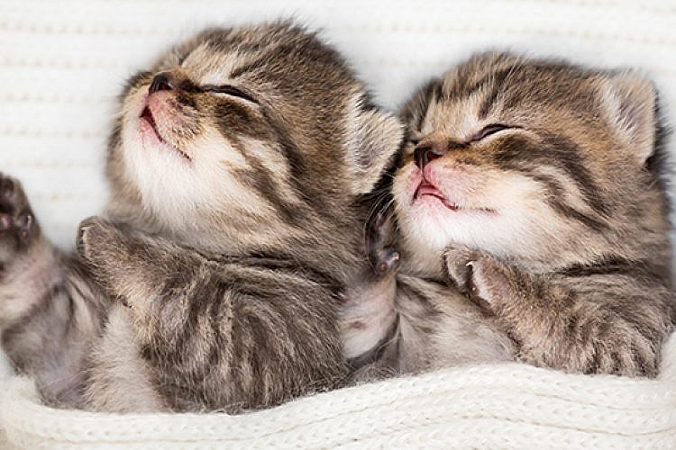 חתולים. צילום: Shutterstock
