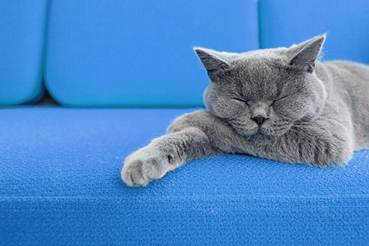 אחד שהצליח. צילום: Shutterstock