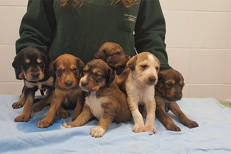 ג'וליה, ג'ינג'ר ואריק. צילום: אגודת צער בעלי חיים בישראל - תל אביב