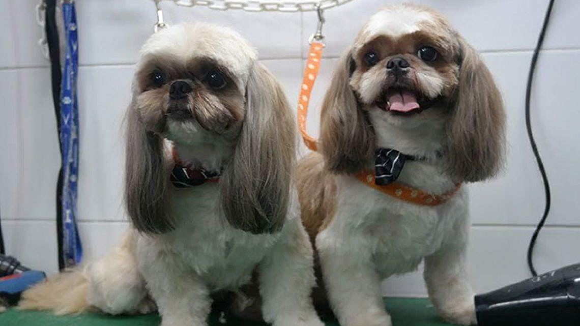 כלבים אופנתיים. צילום: איריס פז