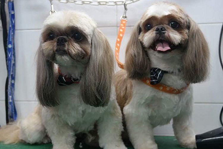 כלבים אופנתיים. צילום: איריס פז